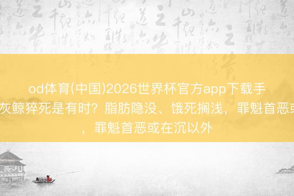 od体育(中国)2026世界杯官方app下载手机版 18头灰鲸猝死是有时？脂肪隐没、饿死搁浅，罪魁首恶或在沉以外