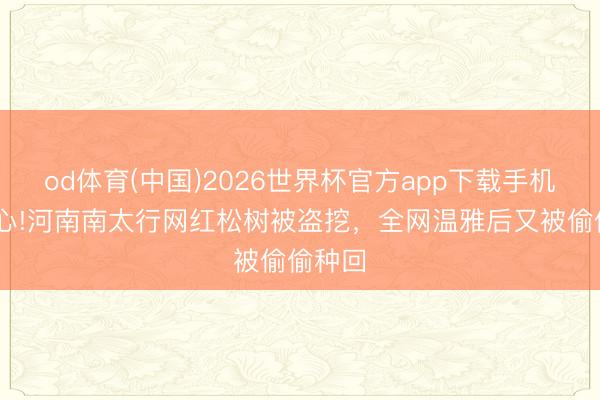 od体育(中国)2026世界杯官方app下载手机版 酸心!河南南太行网红松树被盗挖，全网温雅后又被偷偷种回